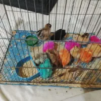 فروش حراج بهترین جوجه رسمی و رنگی