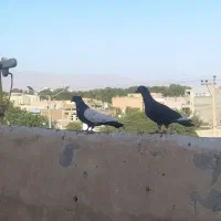 کفتر جفتگاه پرشی معاوضه با عروس کوتوله و...|پرنده|نیشابور, میدان حافظ|دیوار
