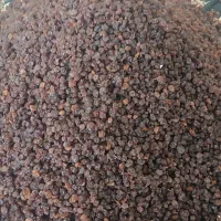 کشمش افتابی|خوردنی و آشامیدنی|ایوان, |دیوار