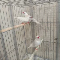 فنج کرواتی