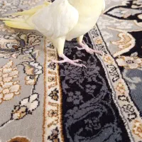عروس هلندی سخنگو کلام بالا