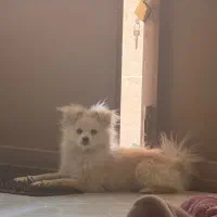 سگ پامر روباهی