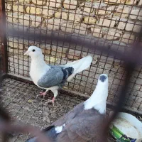 سر سفید پشت سبز نر