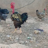 خروس
