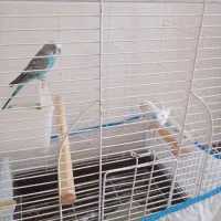 مرغ عشق مولد همراه قفس بزرگ عروس هلندی