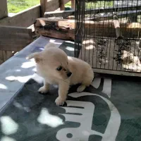 توله اشپیتز