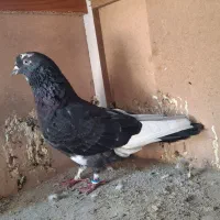 کفتر|پرنده|کرج, خرمدشت|دیوار
