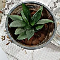 گل طبیعی و آپارتمانی