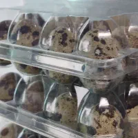 تخم بلدرچین