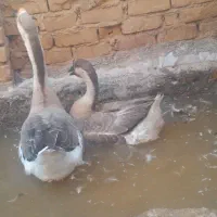 قوغاز اکراینی