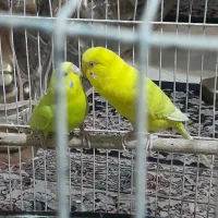 مرغ عشق جفت همراه تخم