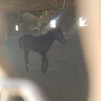 کره اسب فروشی|اسب و تجهیزات اسب‌سواری|تربت جام, جلگه موسی آباد|دیوار