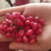 زرشگ تازه|خوردنی و آشامیدنی|سده (خراسان جنوبی), |دیوار