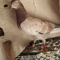 سرور کاکل پرشی