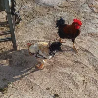 مرغ وخروس|حیوانات مزرعه|سرپل ذهاب, |دیوار