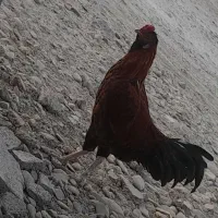 مورغ|پرنده|دشتیاری, |دیوار