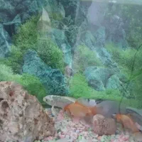 ماهی و اکواریوم