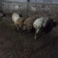 فروش گوسفند