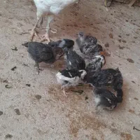 جوجه گلین|حیوانات مزرعه|کوه چنار, |دیوار