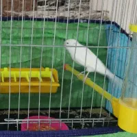 قناری های ابلق جوان و ماده سفید کشیده|پرنده|یزد, |دیوار