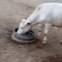 گوساله ماده