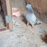 کبوترشامی دم سفید