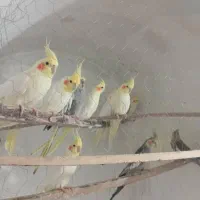 فروش فوری عروس هلندی