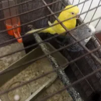 فروش مرغ عشق