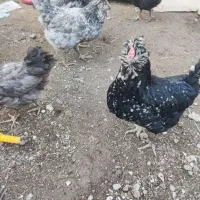 تخم مرغ نطفه دار گلین|حیوانات مزرعه|چهارباغ, |دیوار