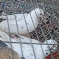 کبوتر پلاکی و کاشونی دمیگر نر|پرنده|فلاورجان, |دیوار