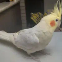 عروس هلندی دستی|پرنده|قم, انصار‌الحسین|دیوار