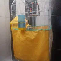 عروس هلندی آلمینو لوتینو جفت