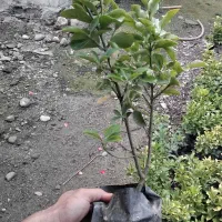 شمشاد طلایی|گل و گیاه طبیعی|خرمآباد (تنکابن), |دیوار