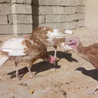 بوقلمون بوربون و برنز سنگین|حیوانات مزرعه|یاسوج, |دیوار