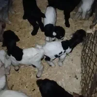 بز و بزغاله