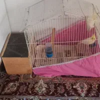 طوطی عروس نر و ماده|پرنده|رشت, عینک|دیوار