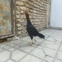 مرغ لاری|حیوانات مزرعه|قرچک, داوود آباد|دیوار