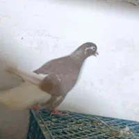 کبوتر|پرنده|کبودرآهنگ, |دیوار