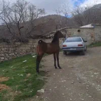 کره اسب