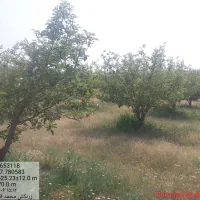 هرس کاری وطراحی فضای سبز|خدمات باغبانی و درختکاری|تبریز, |دیوار