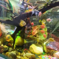 ماهی لوچ کامانو شارک قرمز سیلور