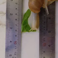 فروش حلزون تراپی (آلبینو)