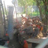 بوقلمون|حیوانات مزرعه|رشت, حومه رشت|دیوار