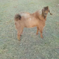 یک پاچن با یک بز فروش است|حیوانات مزرعه|ایرانشهر, |دیوار