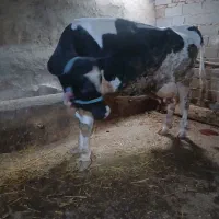 گاو شیری|حیوانات مزرعه|مانه, |دیوار