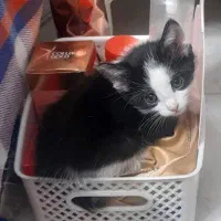 بچه گربه واگذاری|گربه|فولادشهر, مسکن مهر فولادشهر|دیوار