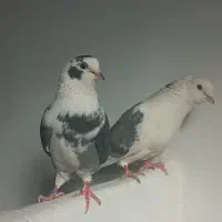 جفت کفتر ضمانتی