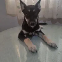 فروش سگ اصیل ونژاد دار|سگ|شاهرود, |دیوار