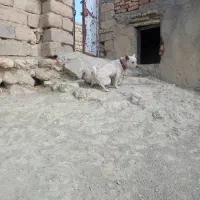 پاکوتاه فروشی ماده|سگ|تکاب, |دیوار