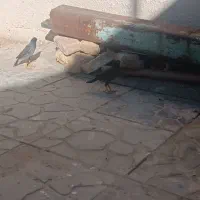 دو عدد مینا دستی|پرنده|مشهد, آبکوه|دیوار